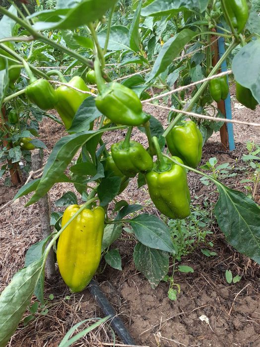 Продавам 1010 кв. м. в регулация и 2 декара зем. земя в с. Враниловци.