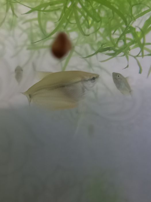 Гурами жемчуженые подростки