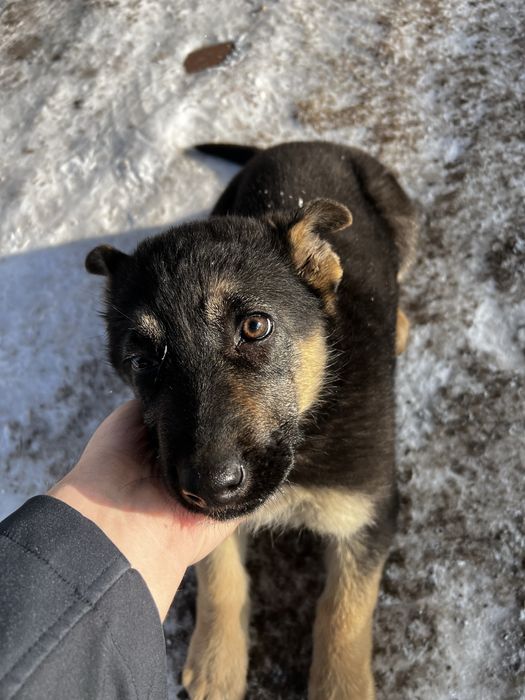 Чистопордистая авчарка