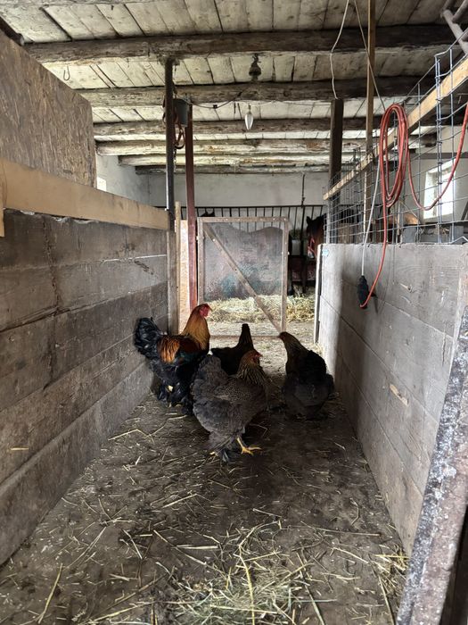 Gaini brahma potarnichiu