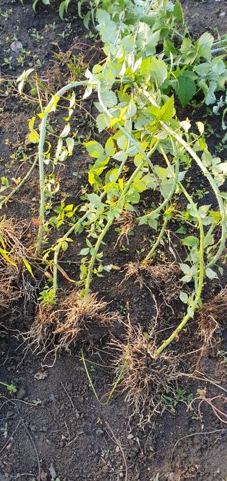 Рассада ежемалины