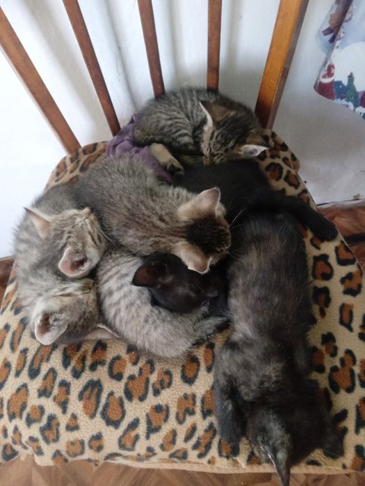 Котята 4 девочки, 2 мальчика. К лотку приучены. Кушают хорошо.
