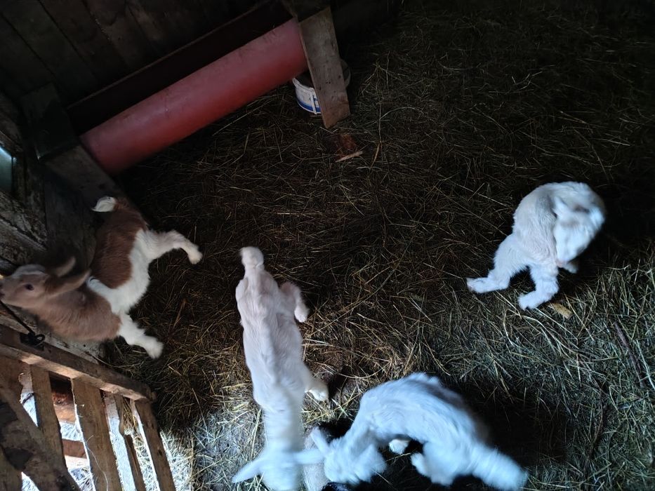 Capre cu iezi și fără iezi