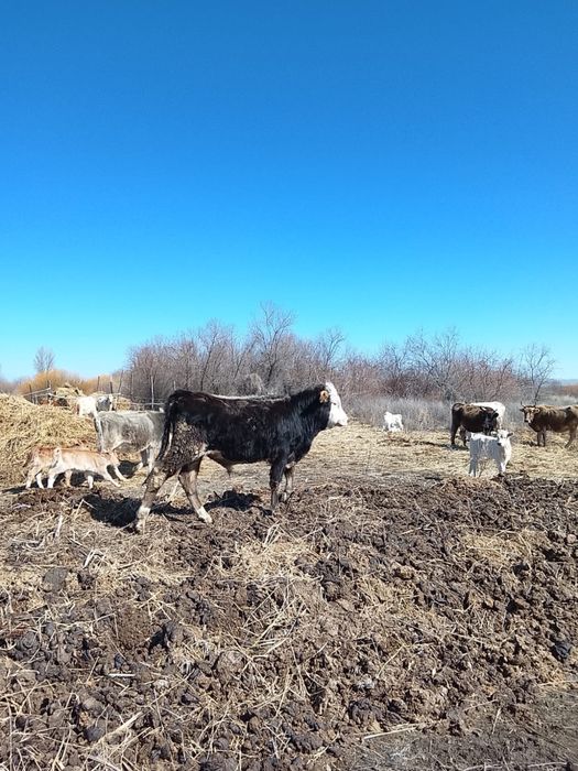 Продам бычков ……