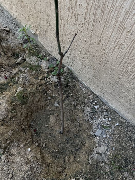 Манго ағашы сатылады