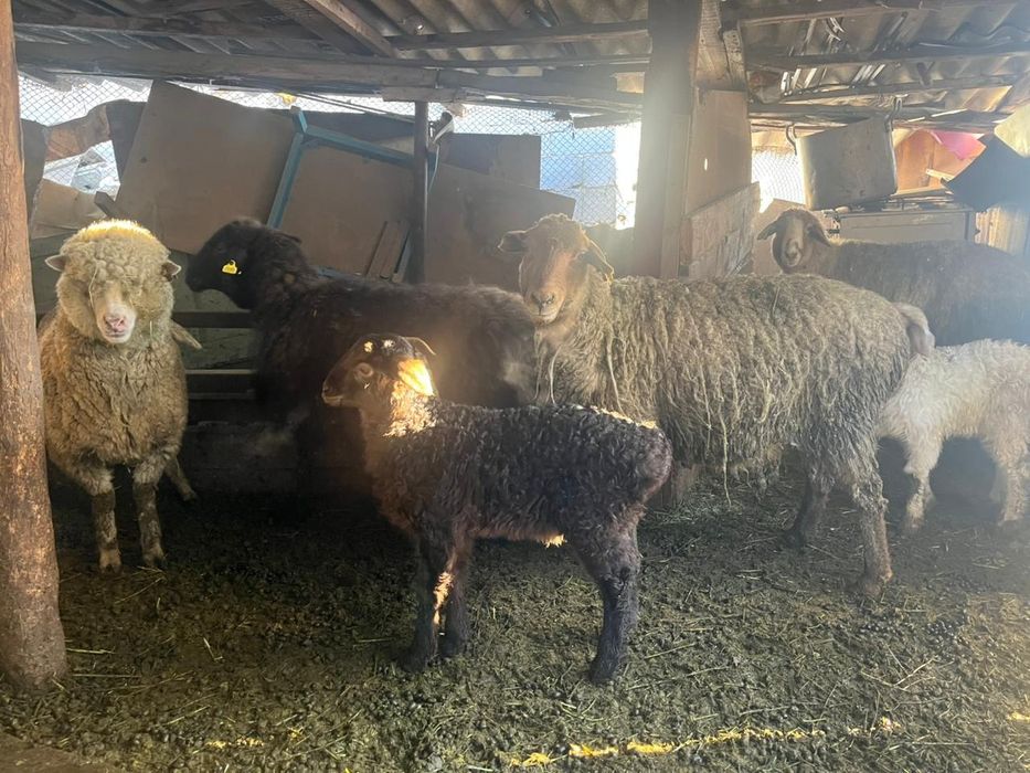 Продам цена договорная