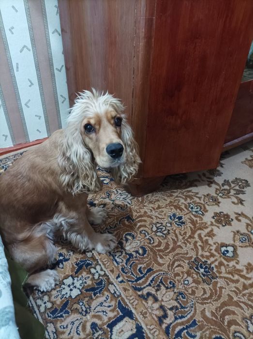 Здравствуйте ищу ищем сучку для кабеля