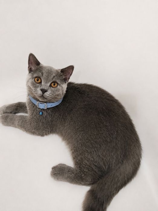 Кот 4 месяца Британский