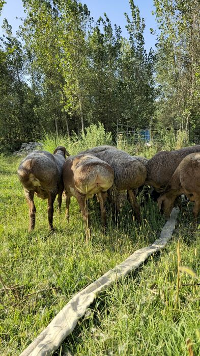 Куйлар 65-70 кг дан бошланади