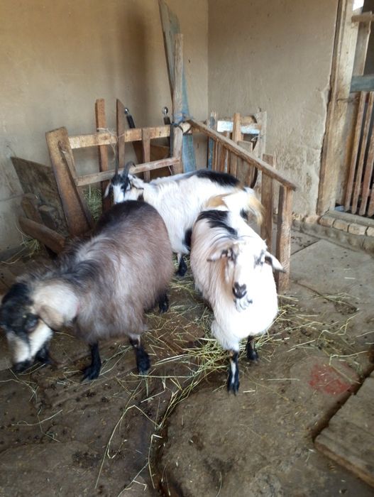 Продаются козы, коза беременная  и двое козлят