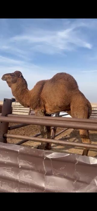 Улек сатылады Ару Ана