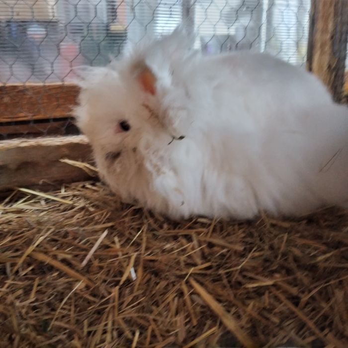 Vând femela Angora în vârstă de 2 ani