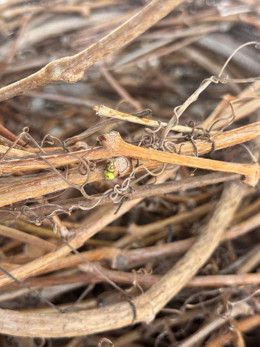 Пучки дикого (девичего) винограда