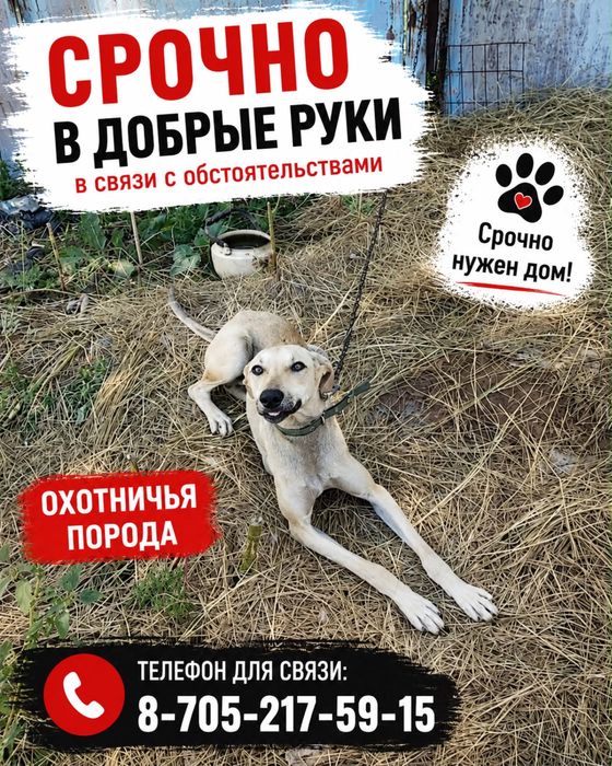 пристраивается собака