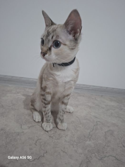 Шотландская кошка