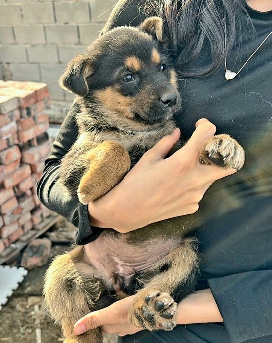 Отдам щенят надёжным хозяевам.  Щенята самостоятельно кушают