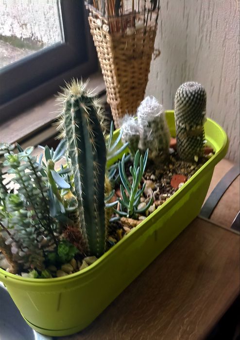 Екзотичен микс от цветя