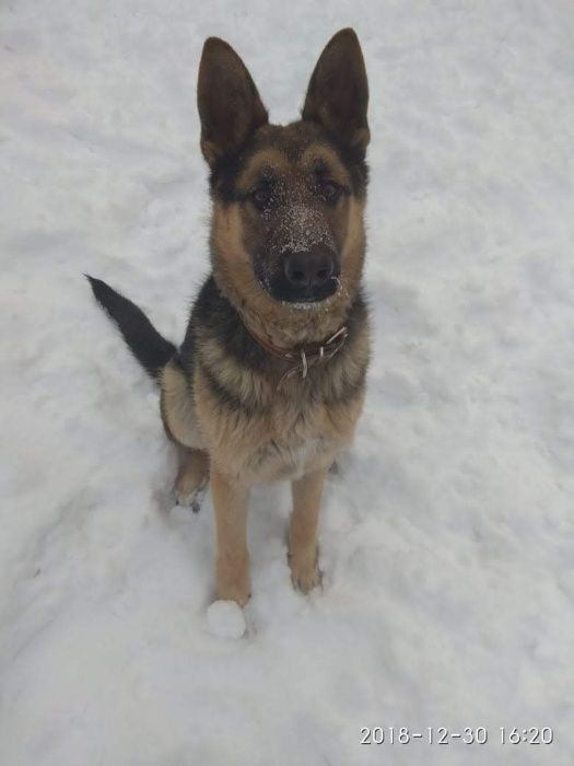 кобель немецкая овчарка вязка