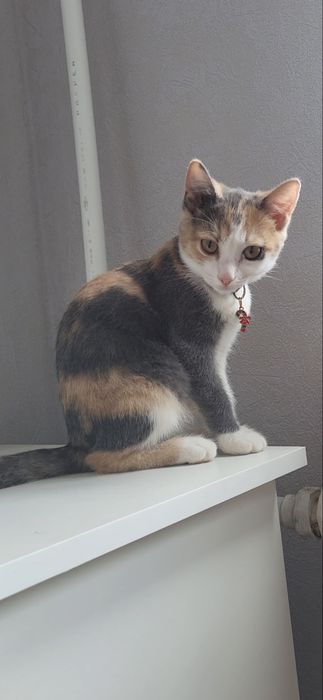Отдадим кошечку в доброе руки