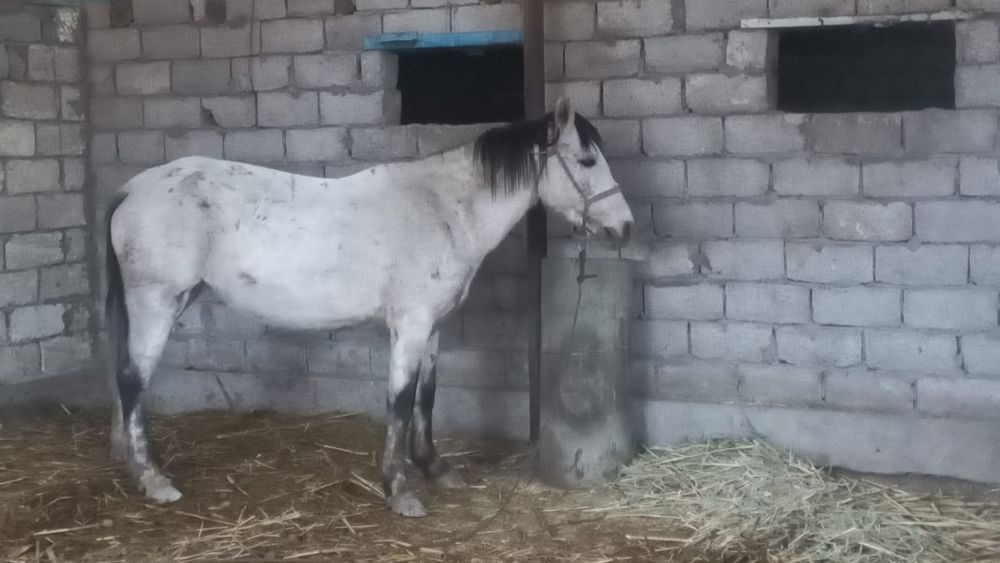 Бағылған кенже буаз бие сатылады