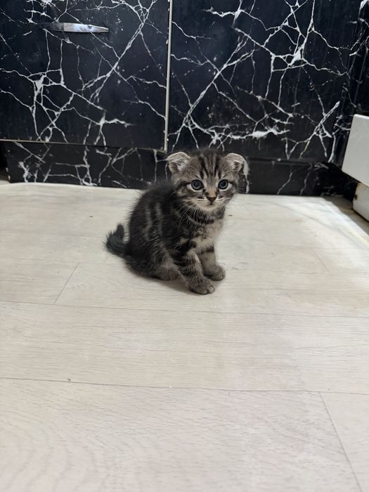 Шотланскийе котята