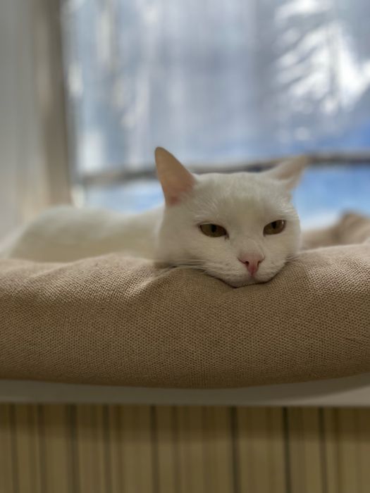 Кот в добрые руки ВРЕМЕННО