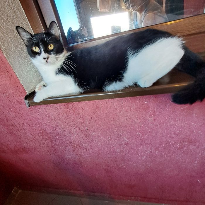 Adoptie pisica neagra castrata