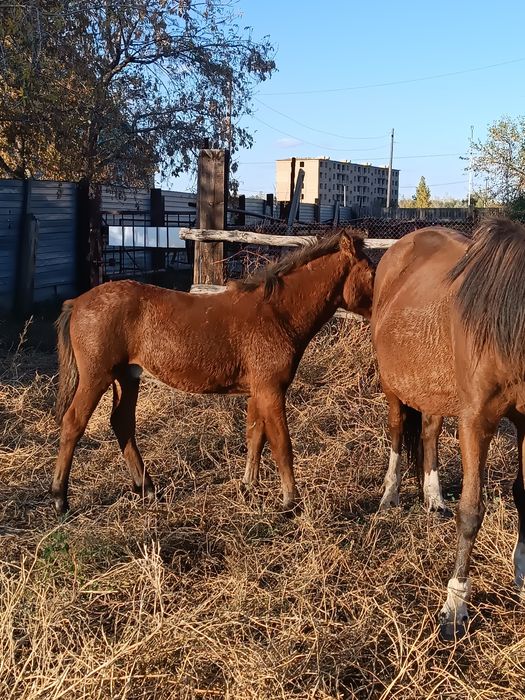 Продам кобылку с жеребенком