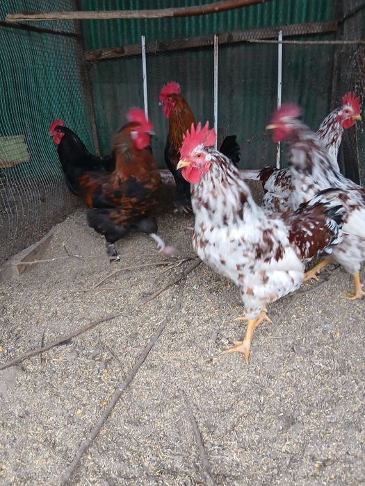 Cocoși de diferite rase