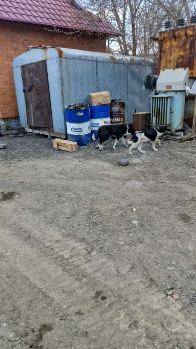 Щенки в добрые руки