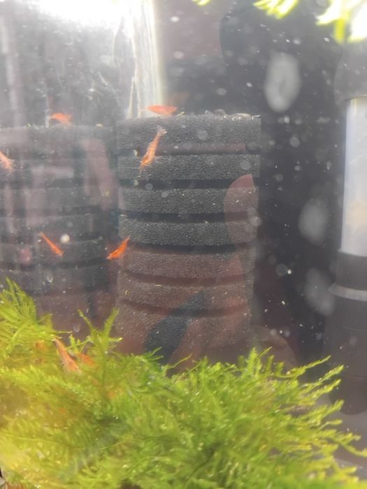 Анциструси супер ред  , обикновени  и скариди  ред чери