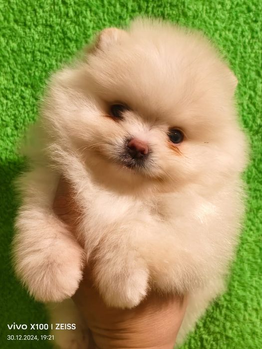 Очаровательные щенки шпица.