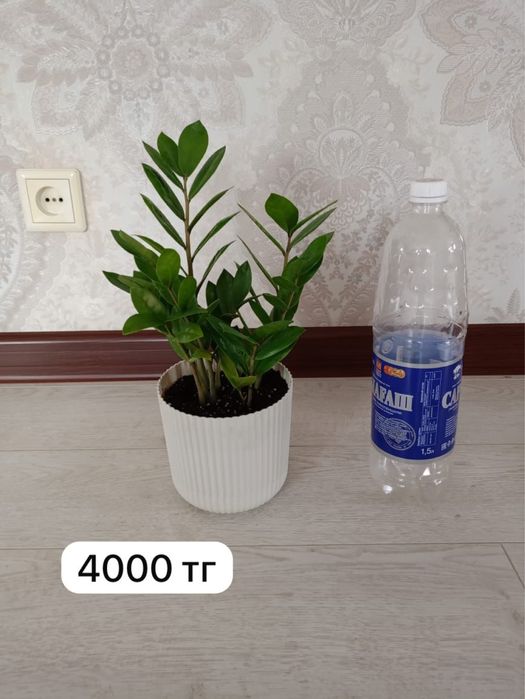 Цветы домашние продам
