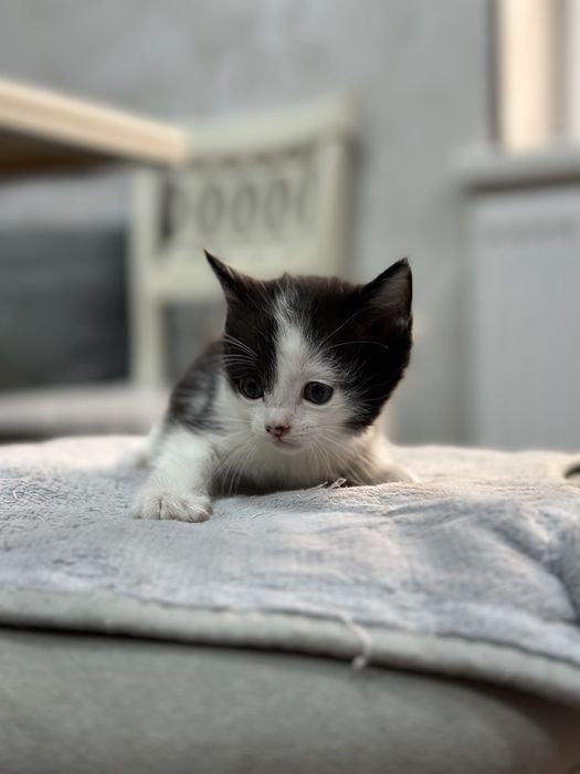 Котята бесплатно