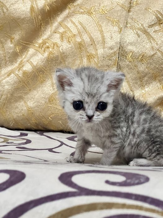 Продается котенок в хорошие руки)