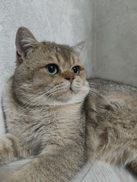 Shinshilla ny 11 ny 12 er xotin ikkalasi 8 mln