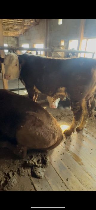 Продам бычков……..