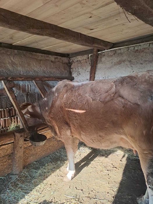 Vaca de vânzare cu vitel