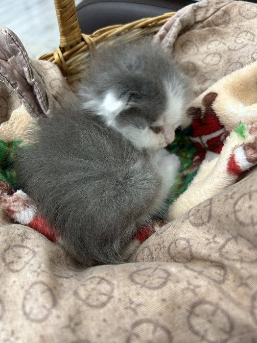 Отдам котенка в хорошие руки