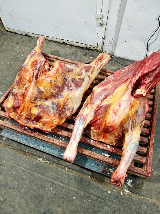 Мясо говядины конины