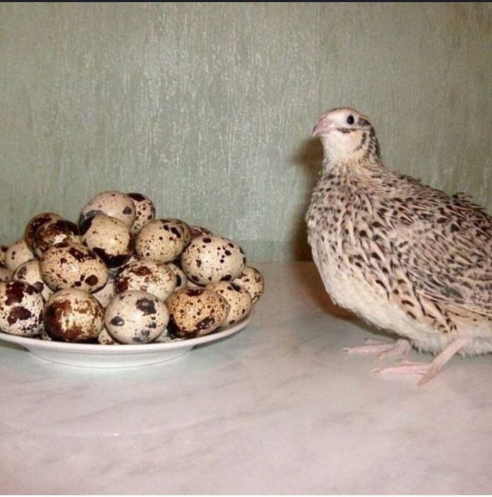 Bedana jo‘jasiga zakaz olamiz