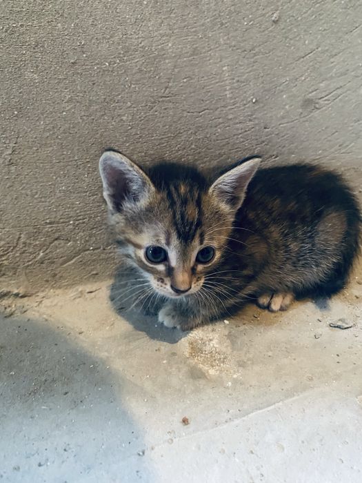 Отдаем Котяток.
