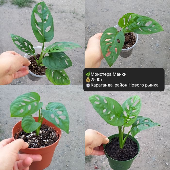 Комнатные цветы  для уюта в доме