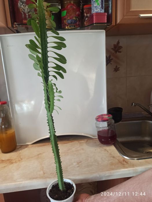 Продам комнатные растения