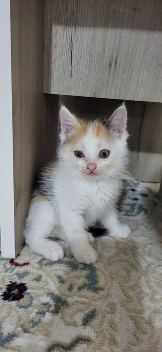Отдам котенка в добрые руки. Находятся в Сарыкемере