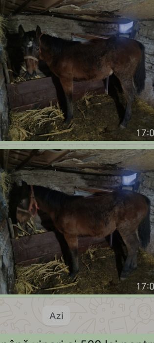 Mașini . Capre. cai .