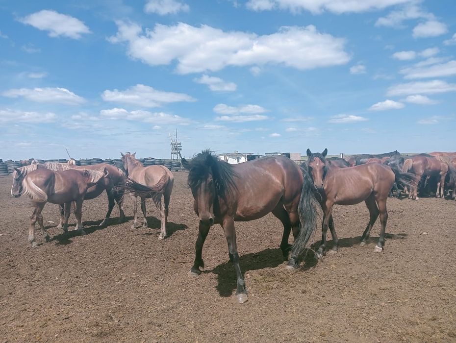 Жылқылар сатылады