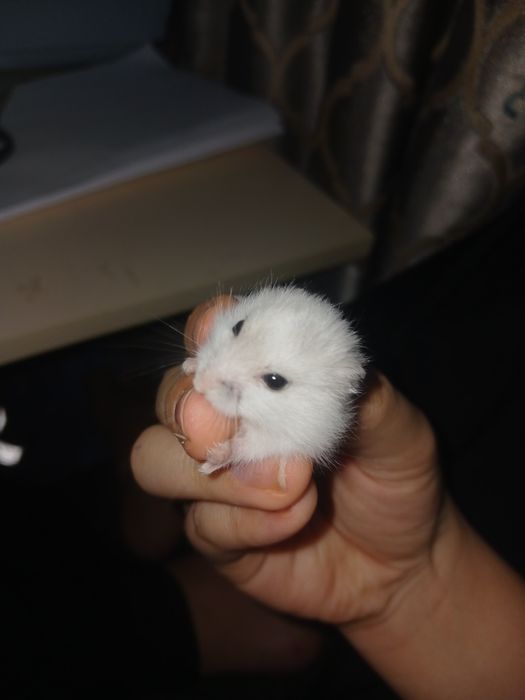 Джунгарики мальчики