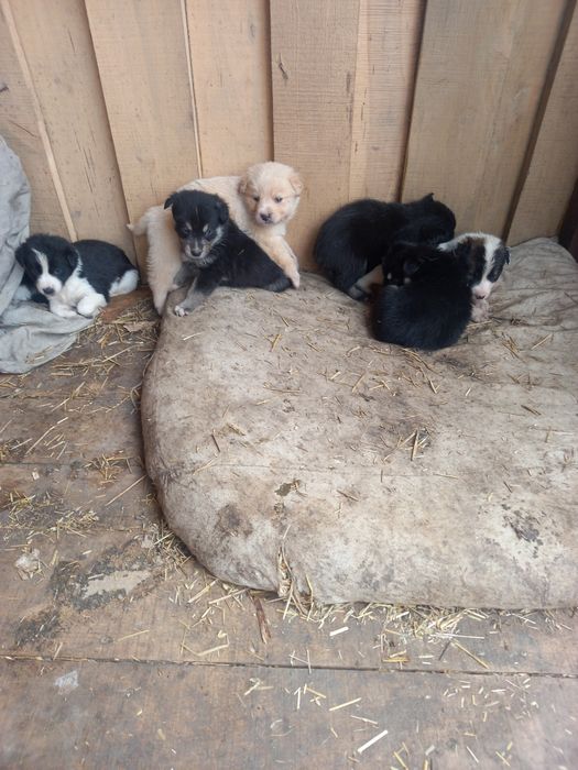 Щенки 1.5 месяца