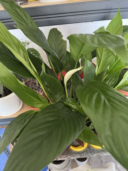 Комнатные растения